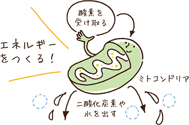 ミトコンドリア